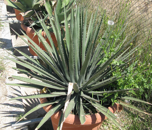 Pépinière Palmaris Agave albomarginata Van der Meer