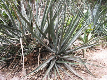 Pépinière Palmaris Agave albomarginata Valencia