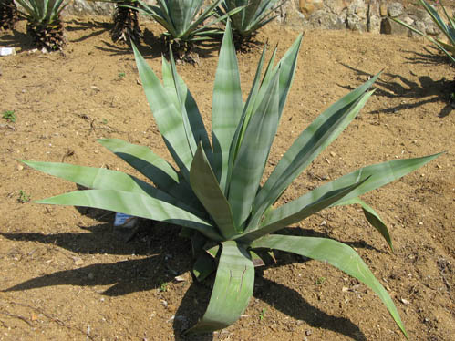 Pépinière Palmaris Agave X amaniensis