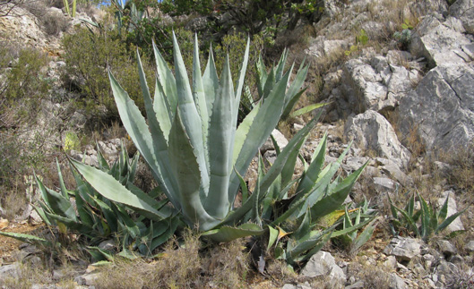 Palmaris Agave americana Foncaude