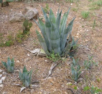 Palmaris Agave americana Cactuseraie