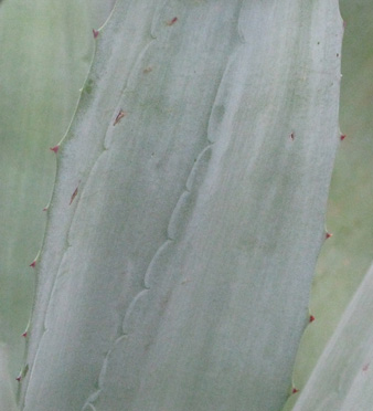 Palmaris Agave americana expensa