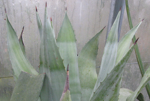 Palmaris Agave americana expensa