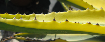 Pépinière Palmaris Agave americana protoamericana