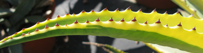 Pépinière Palmaris Agave americana protoamericana