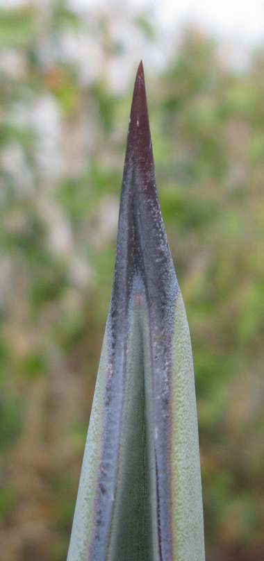 Palmaris Agave americana épine terminale