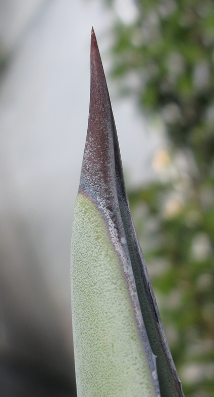 Palmaris Agave americana épine terminale