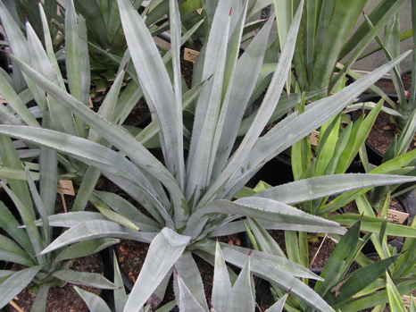 Palmaris Agave americana oaxacensis