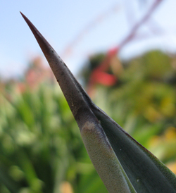 Pépinière Palmaris Agave americana expansa