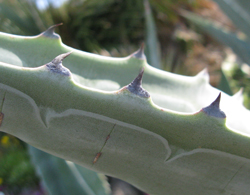 Pépinière Palmaris Agave americana expansa