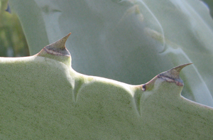 Pépinière Palmaris Agave americana expansa