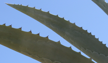 Pépinière Palmaris Agave americana expansa