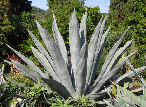 Pépinière Palmaris Agave americana expansa Pinya