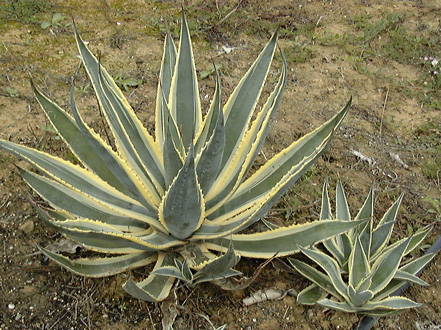 Palmaris Agave americana marginata