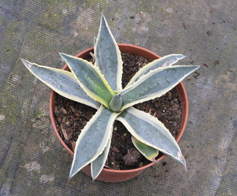 Pépinière Palmaris Agave americana marginata