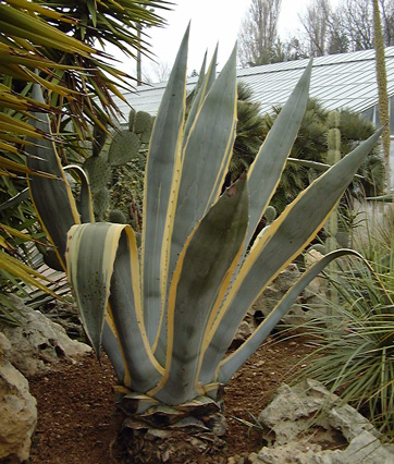 Palmaris Agave americana marginata