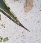 Palmaris Agave americana marginata cornelia 