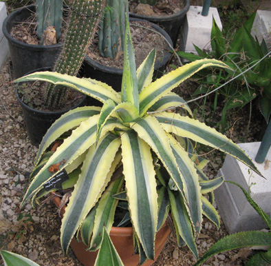 Palmaris Agave americana marginata cornelia Navarro