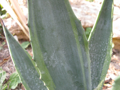 Palmaris Agave americana marginata pallida