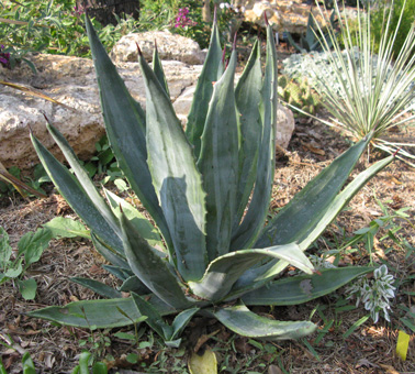 Palmaris Agave americana marginata pallida Navarro