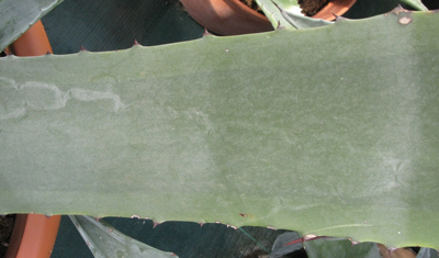 Pépinière Palmaris Agave americana marginata pallida pallida