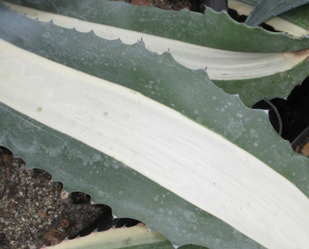 Palmaris Agave americana mediopicta alba