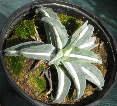 Palmaris Agave americana mediopicta alba bande fine