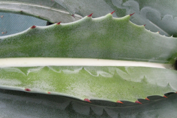 Palmaris Agave americana mediopicta alba bande fine