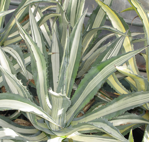 Palmaris Agave americana mediopicta alba striata