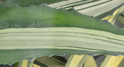 Palmaris Agave americana mediopicta alba striata