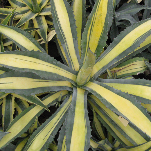 Pépinière Palmaris Agave americana cv mediopicta aurea