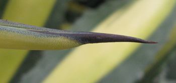 Pépinière Palmaris Agave americana cv mediopicta aurea