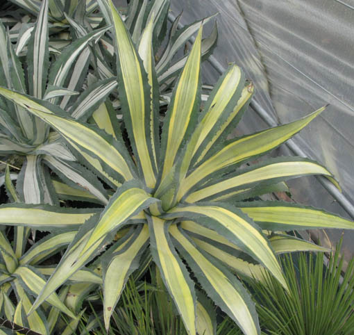 Pépinière Palmaris Agave americana mediopicta lutea