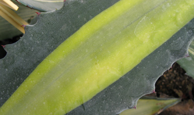 Palmaris Agave americana mediopicta aurea