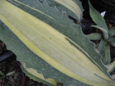 Palmaris Agave americana mediopicta lutea