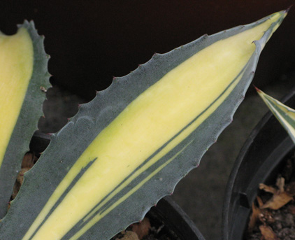 Palmaris Agave americana mediopicta aurea