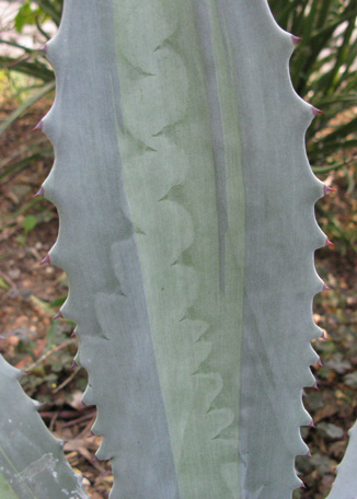 Palmaris Agave americana mediopicta pallida 