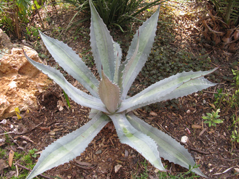 Palmaris Agave americana mediopicta pallida Navarro