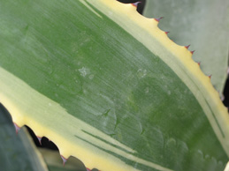 Pépinière Palmaris Agave americana picta