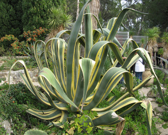 Palmaris Agave americana picta Bandol