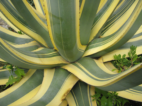 Palmaris Agave americana picta