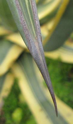 Palmaris Agave americana picta