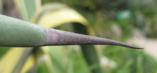 Palmaris Agave americana picta