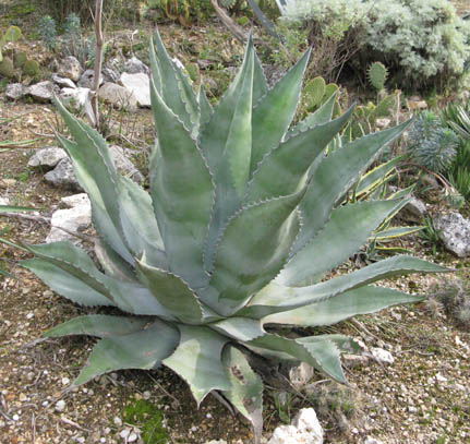 Pépinière Palmaris Agave americana protoamericana Cactuseraie