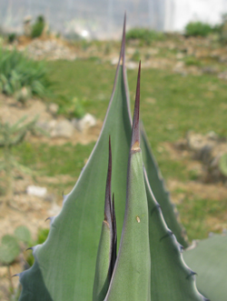 Pépinière Palmaris Agave americana protoamericana