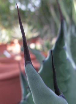 Pépinière Palmaris Agave americana protoamericana