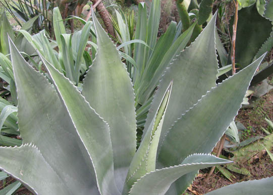 Pépinière Palmaris Agave americana protoamericana