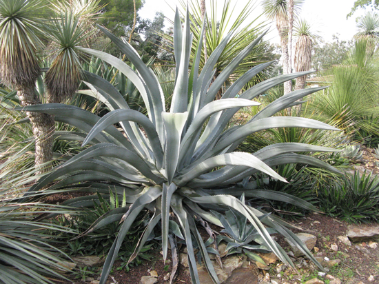 Pépinière Palmaris Agave americana protoamericana Lalonde