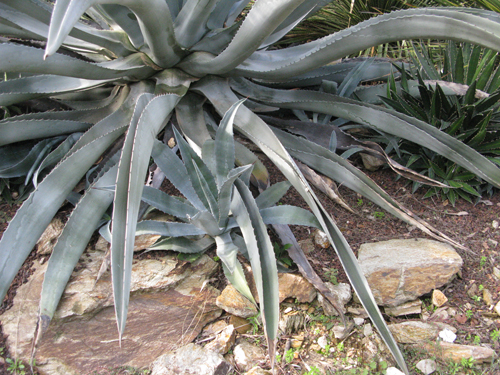 Pépinière Palmaris Agave americana protoamericana Lalonde