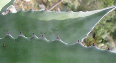 Pépinière Palmaris Agave americana protoamericana